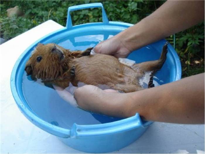 Можно ли купать морскую свинку? как часто и в какой воде нужно ее мыть в домашних условиях? любят ли морские свинки купание?