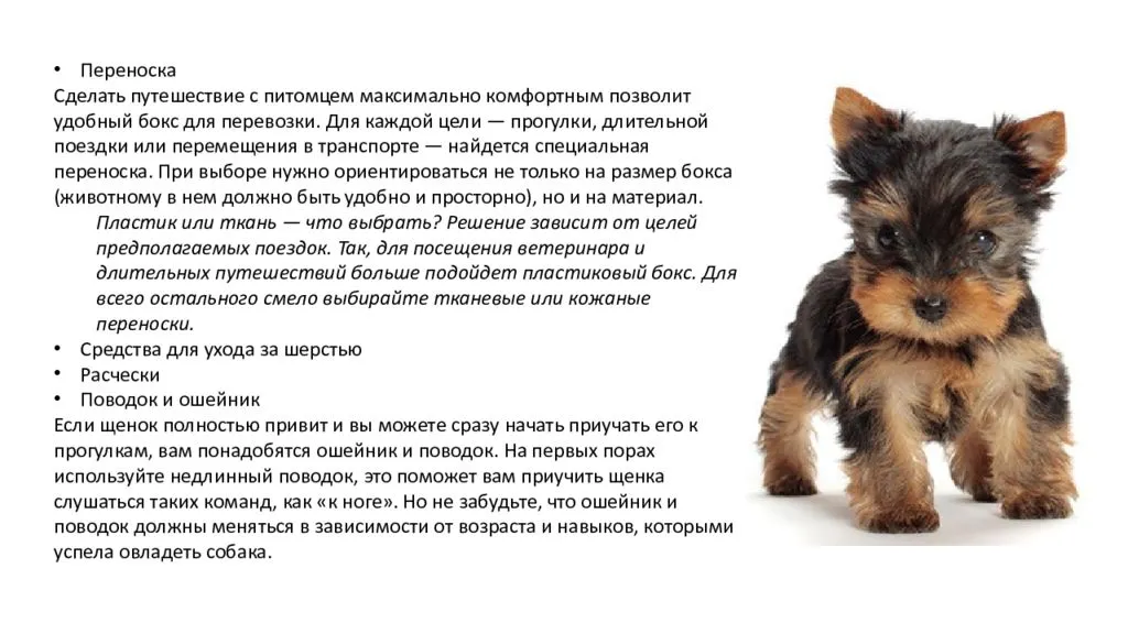 ᐉ как воспитывать щенка йоркширского терьера? - zoomanji.ru
