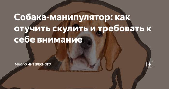 Как отучить собаку скулить, если это происходит: во сне, на улице, после еды или без причины