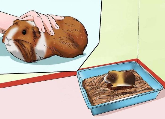 Как приручить морску свинку к рукам человека, правильно ее гладить и держать, советы и рабочая методика