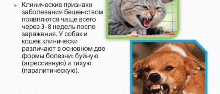 Бешенство у людей: симптомы, последствия и меры профилактики