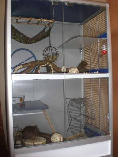 Все об уходе и содержании чилийской белки дегу