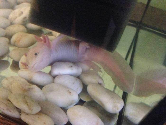 Аксолотль: содержание в домашних условиях, чем кормить