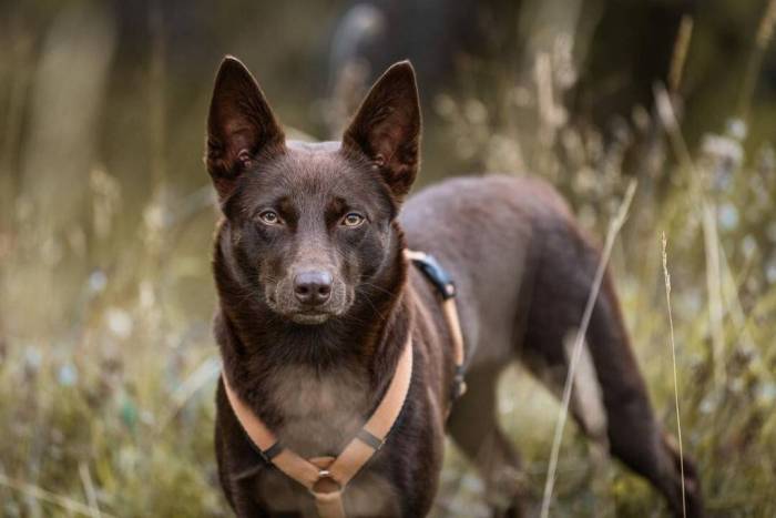 Австралийский келпи | собаки вики | fandom