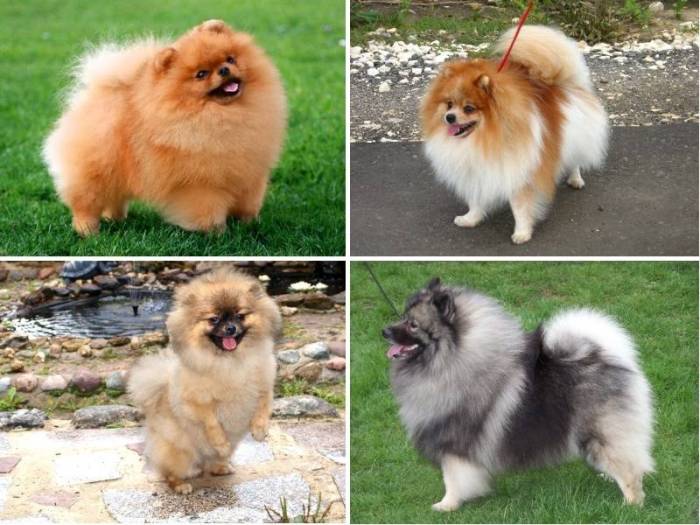 Цвергшпиц: описание, фото, история, особенности ухода за карликовой породой