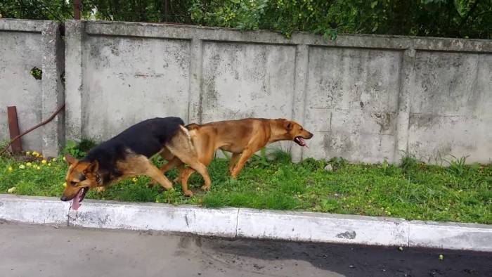 Почему собаки слипаются при спаривании: все тонкости и особенности процесса