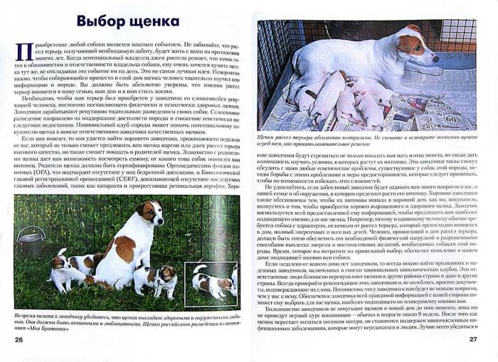 Парсон рассел терьер: описание породы, характер, содержание, уход, фото