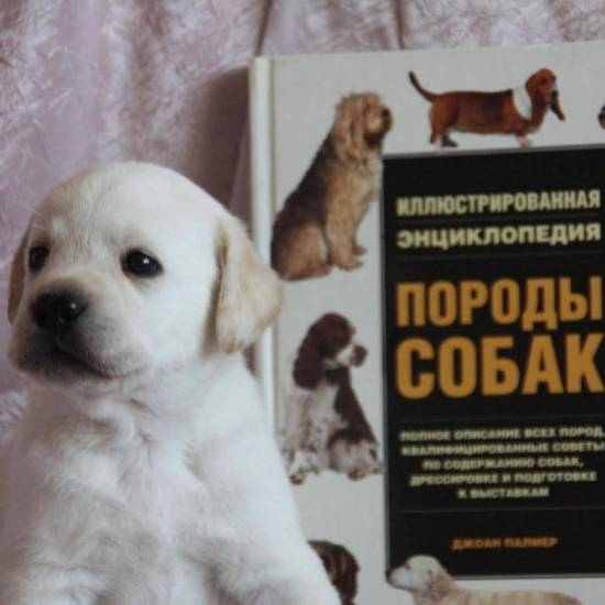 Лабрадор: стандарт породы по ркф, как отличить от дворняги и метиса, а также как правильно выбрать щенка