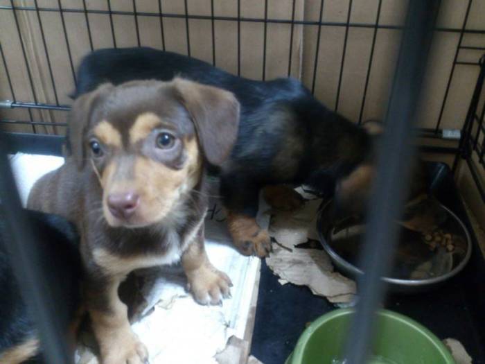 Помесь таксы: метисы собак породы таксы, особенности (фото)