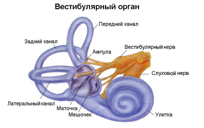 Пароксизмальное позиционное головокружение - причины, симптомы, диагностика и лечение | ким