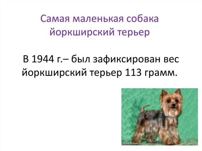 Сколько живут йоркширские терьеры: мини, лет, продолжительность