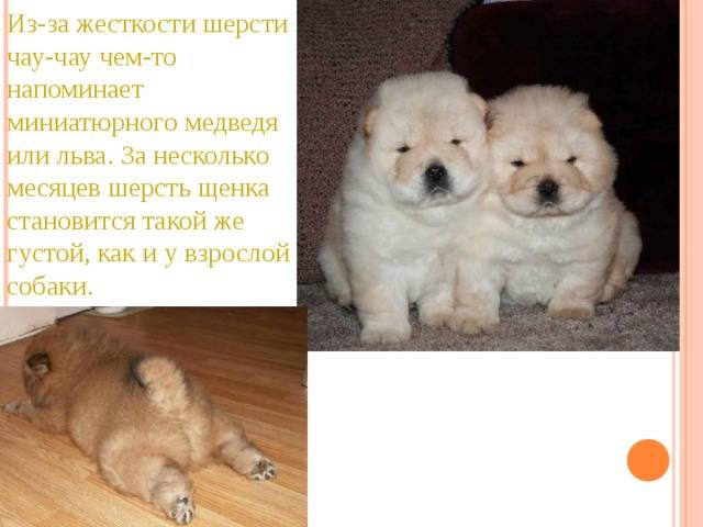 Порода собак чау-чау: описание, фото, характер, особенности содержания и ухода