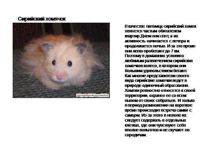 Как назвать сирийского хомяка: имена для мальчиков и девочек, клички для хомяков рыжего, белого и кремового цвета, популярное имя грызуну