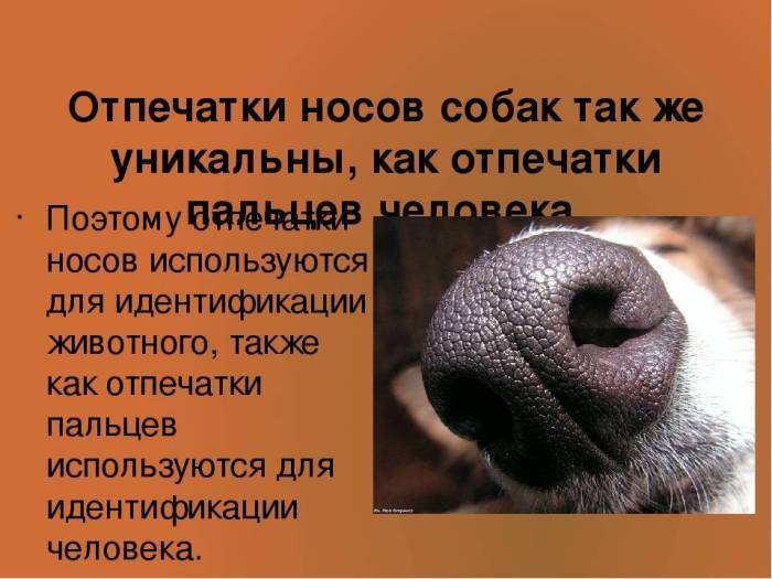 Если у собаки горячий нос: стоит ли беспокоиться