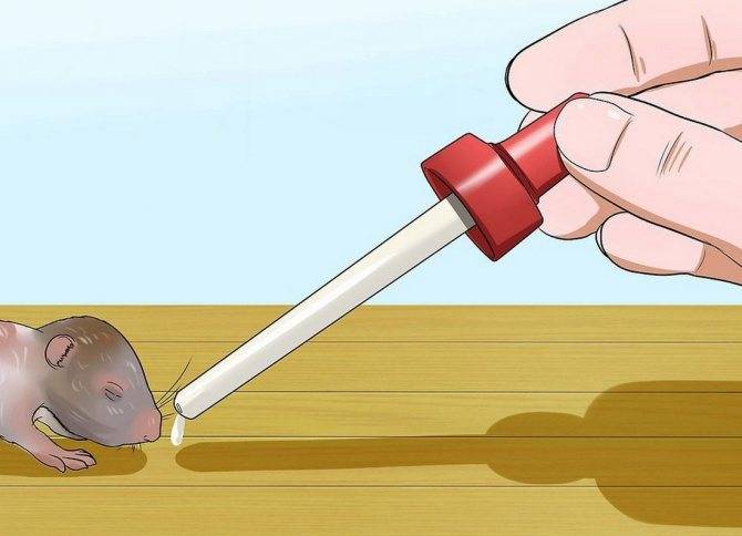 Можно ли хомякам молоко, творог, сметану, кефир и другие молочные продукты