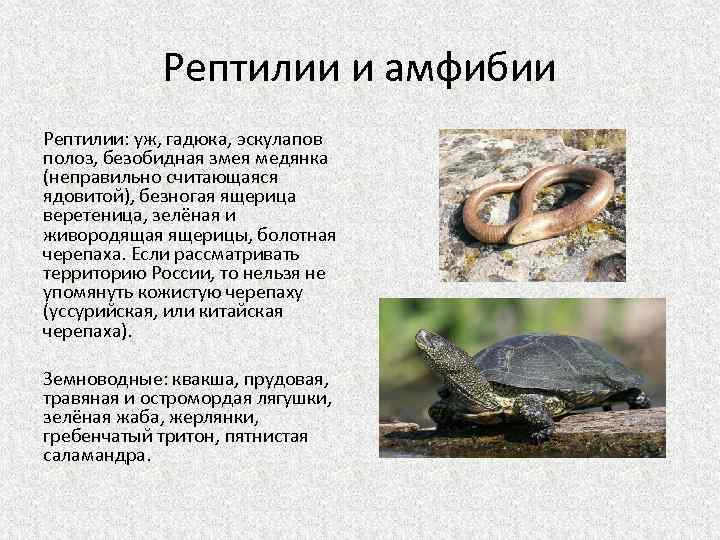 Сколько видов пресмыкающихся на земле: описание пресмыкающихся животных, список названий | tvercult.ru