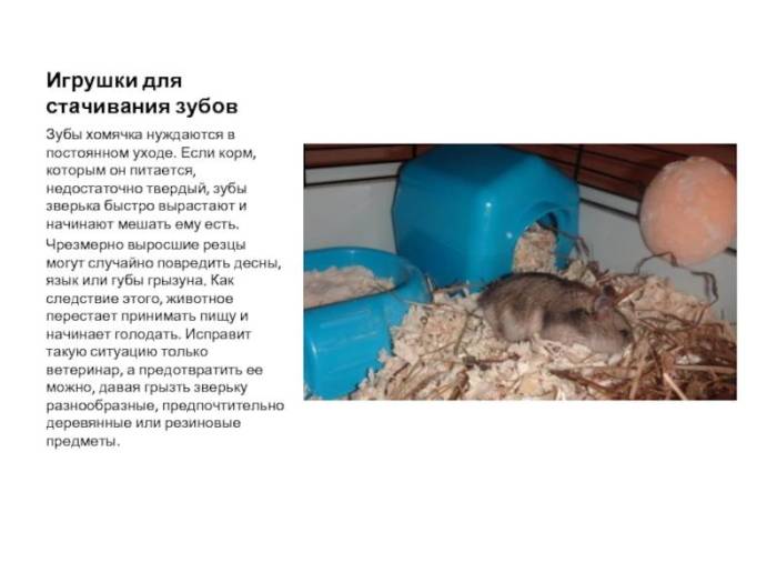 Хомяк - фото, виды и породы, описание, уход и содержание