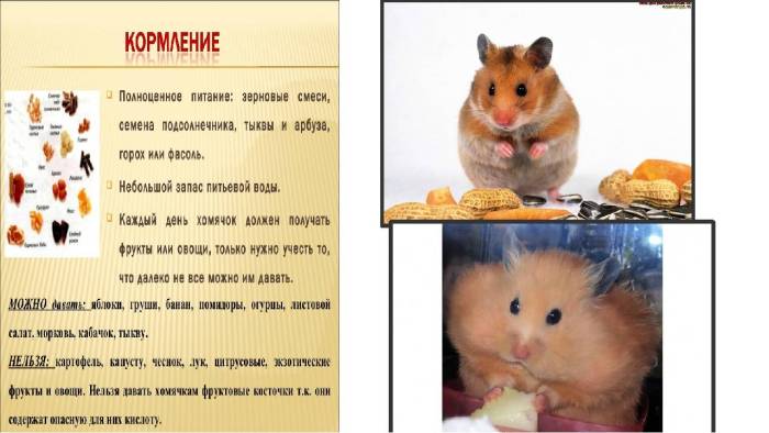 Чем кормить хомяков в домашних условиях, что они любят есть