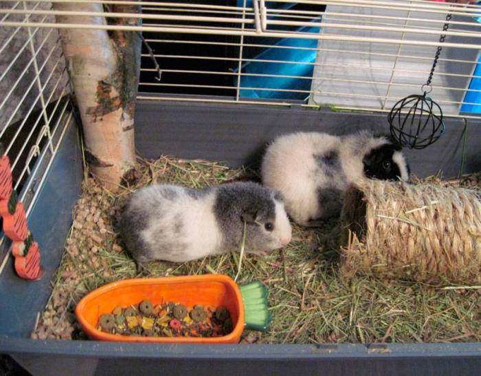 Морская свинка: уход и содержание, кормление, размножение