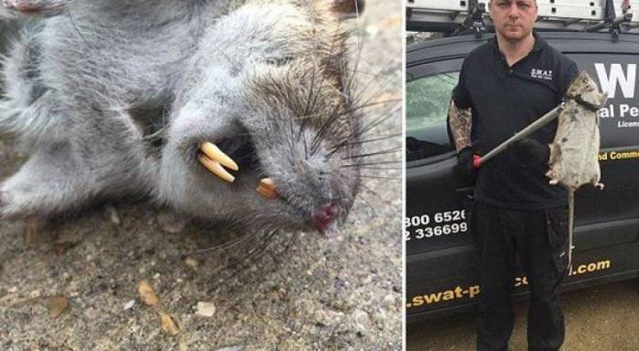 Самая большая крыса в мире - фото, максимальный размер и описание