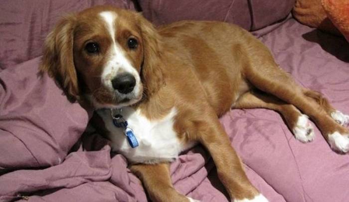 Собаки-компаньоны для квартиры и частного дома