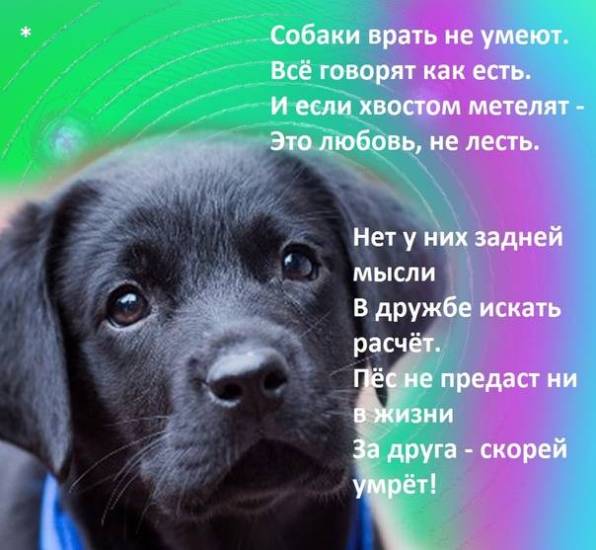 Самые преданные породы собак топ 10 – pet-mir.ru