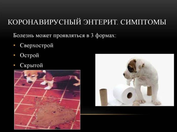 Энтерит у кошек: признаки и симптомы, опасность заболевания, диагностика и лечение, профилактика