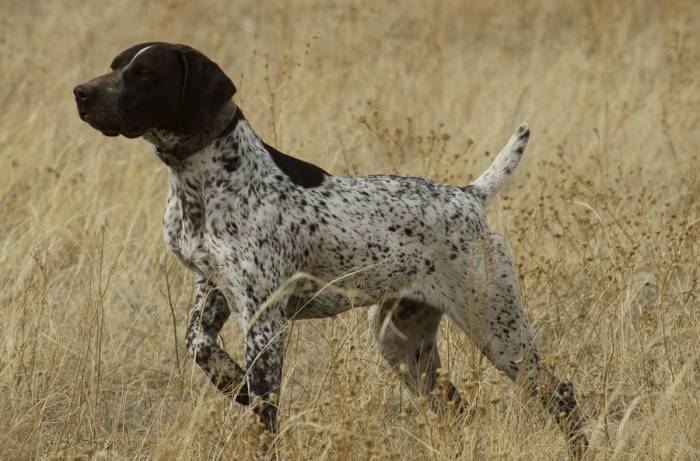 Породы легавых собак с фото и названиями