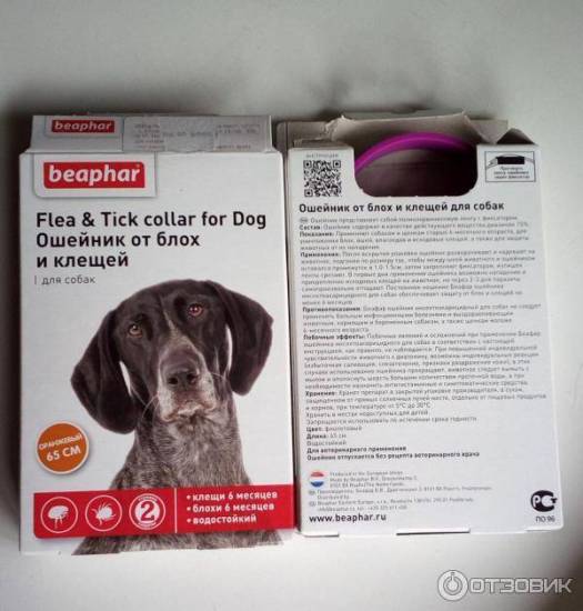 Ошейник от клещей для собак: какой лучше? - kot-pes