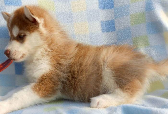 Оранжевая моча у собаки причины лечение