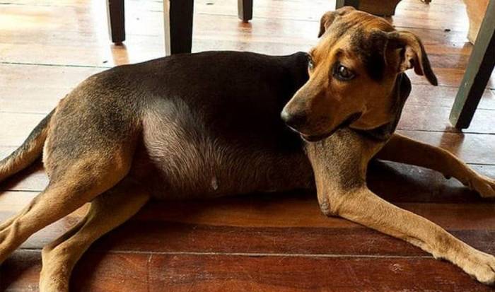 Заворот желудка у собак