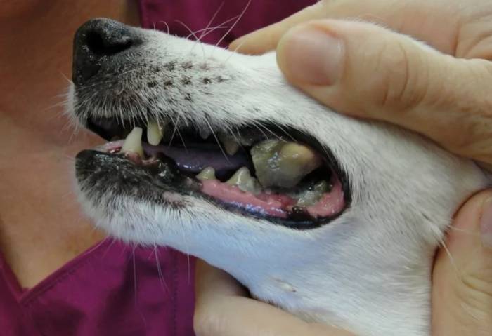 Пародонтоз у собак. лекарства от пародонтоза для собак