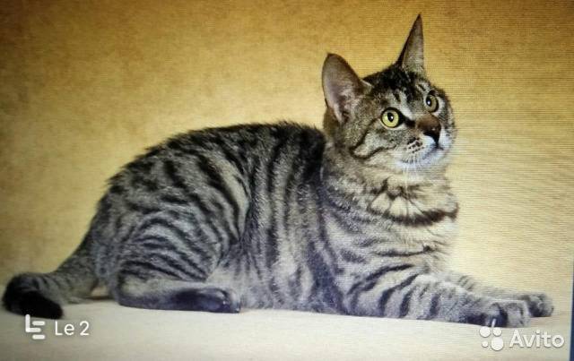 Ли мао – «дракошки» из поднебесной - кошовед - сайт любителей кошек и котов