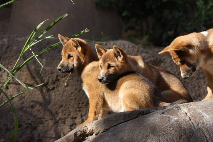 Новогвинейская поющая собака — энциклопедия руниверсалис