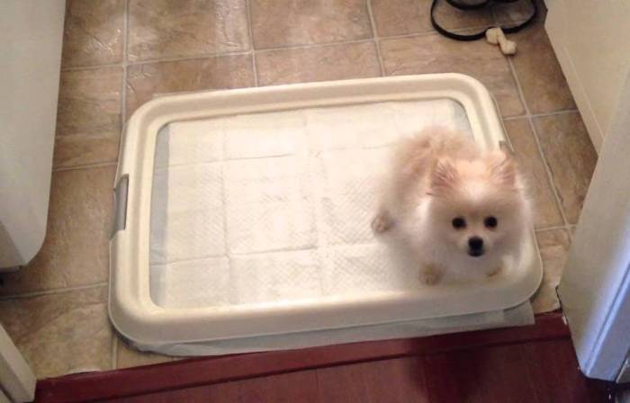 Как приучить щенка ходить на пеленку и к лотку: туалет в квартире для собаки