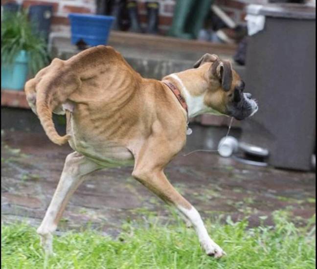 Слабость в задних лапах у собак: как помочь питомцу | ваши питомцы