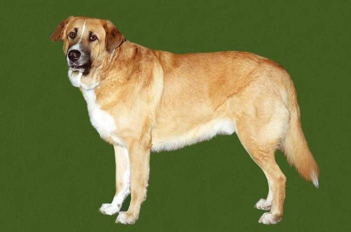 Португальский поденго миниатюрный гладкошерстный