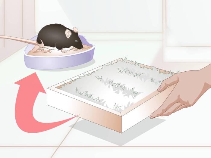 Как приучить взрослую кошку к лотку и отучить гадить где попало, видео