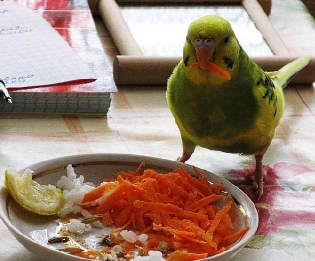 Морковный сок для грудничка с какого возраста - детская городская поликлиника №1 г. магнитогорска