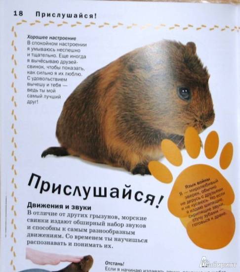 Морская свинка породы Рекс: доброжелательная и нежная