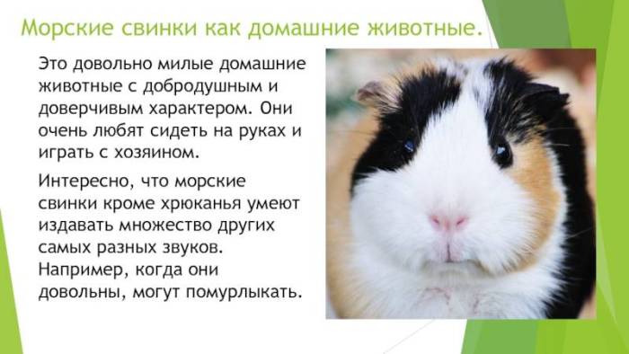 Как выглядит морская свинка: фото, информация, описание внешнего вида