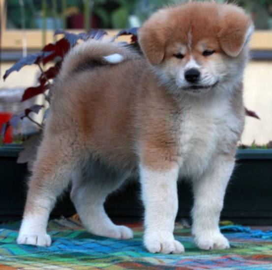 Существуют ли мини акита-ину: названия и описание карликовых пород собак