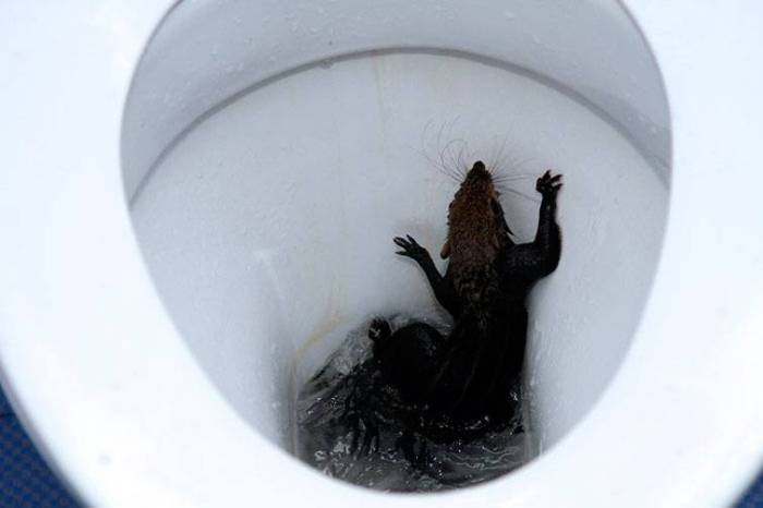 Крысы в канализации и из унитаза: откуда берутся, и как избавиться / как избавится от насекомых в квартире