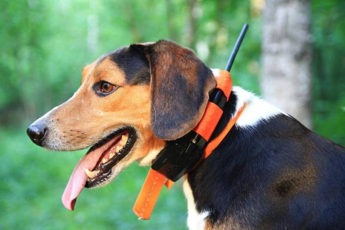 Gps трекер для собак и кошек - рейтинг ошейников для животных с gps