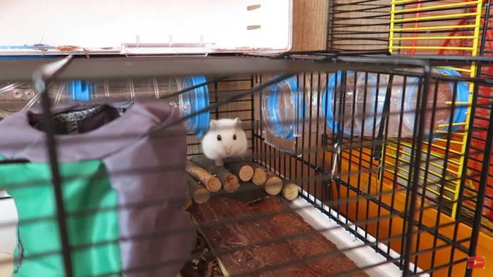 Как найти сбежавшего хомяка в квартире