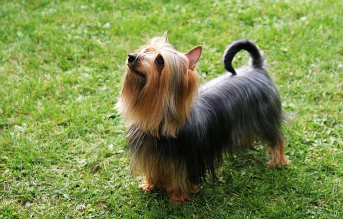 Австралийский шелковистый терьер