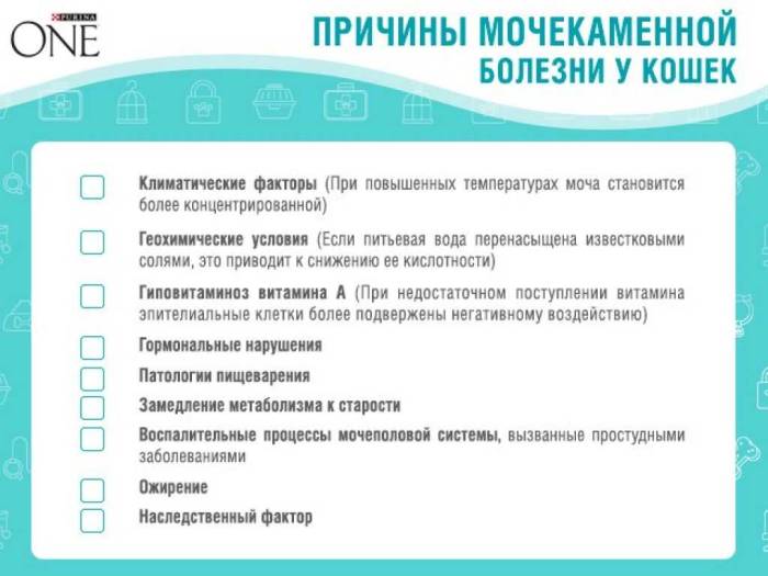 Мочекаменная болезнь у котов: причины и лечениеветлечебница рос-вет