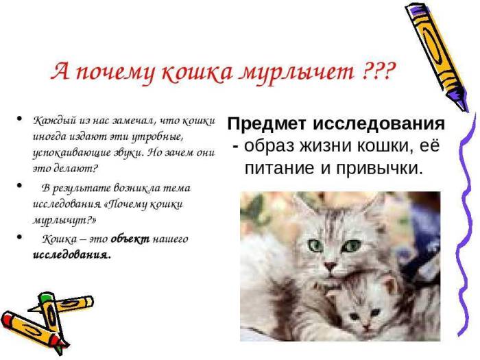 Зачем кошки мнут нас лапками: причины и как себя вести