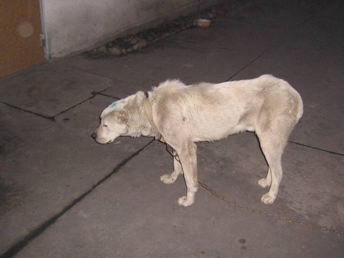 Чумка у собаки