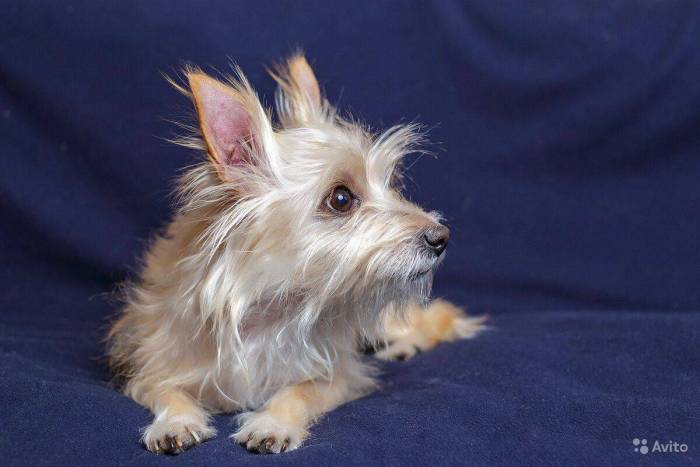 История происхождения, темперамент, здоровье и заболевания московского дракона